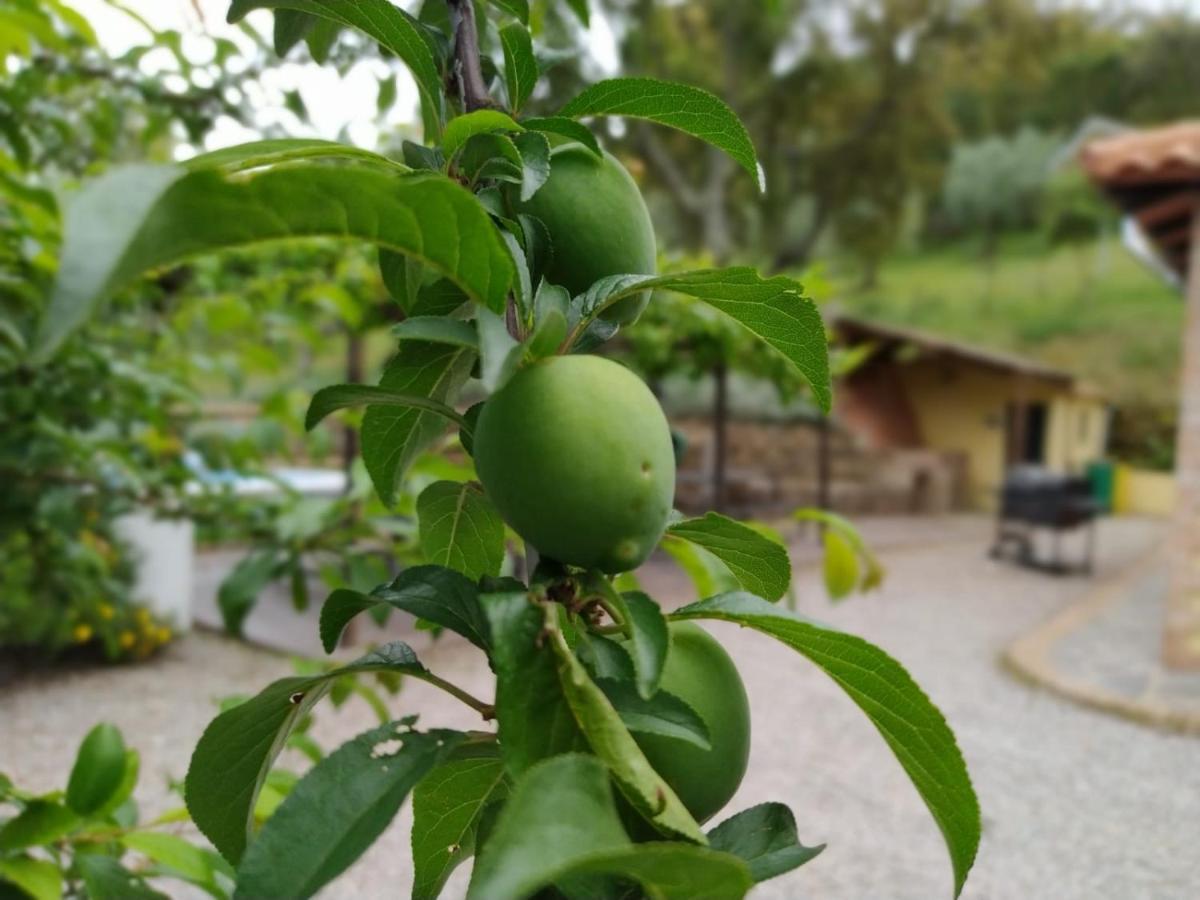 Casa Rural El Bonito 查兹拉德拉谢拉 外观 照片